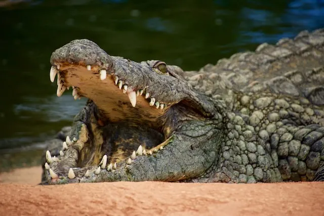 Belgische toerist overlijdt na aanval van haai of krokodil in Mexico
