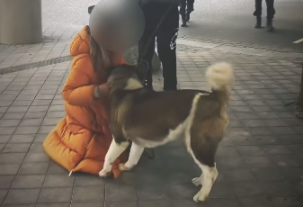 Ontsnapte hond zet Schiphol op stelten